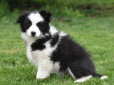 Un chiot Border Collie à vendre, femelle LOF noir et blanc