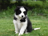 Un chiot Border Collie à vendre, femelle LOF noir et blanc