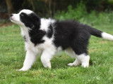 Un chiot Border Collie à vendre, femelle LOF noir et blanc