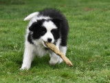 Un chiot Border Collie à vendre, femelle LOF noir et blanc