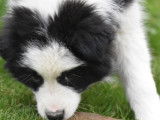Un chiot Border Collie à vendre, femelle LOF noir et blanc