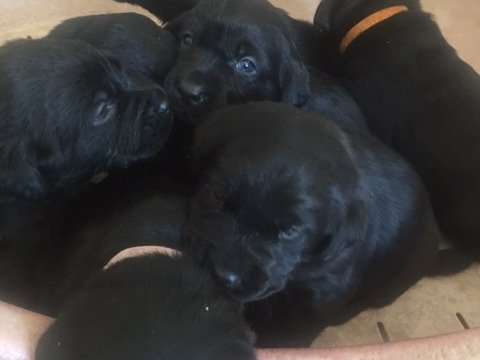 Chiots Labrador noirs à vendre