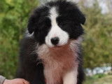Un chiot Border Collie m&acirc;le noir et blanc LOF &agrave; vendre