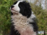 Un chiot Border Collie m&acirc;le noir et blanc LOF &agrave; vendre