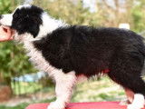 Un chiot Border Collie m&acirc;le noir et blanc LOF &agrave; vendre