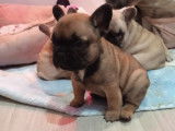 Réservation de 5 chiots Bouledogues Français mâles LOF fauves