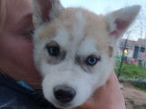 &Agrave; vendre : 8 chiots Huskies Sib&eacute;riens LOF au pelage gris et blanc