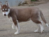 À vendre : un chiot mâle Husky Sibérien LOF marron et blanc