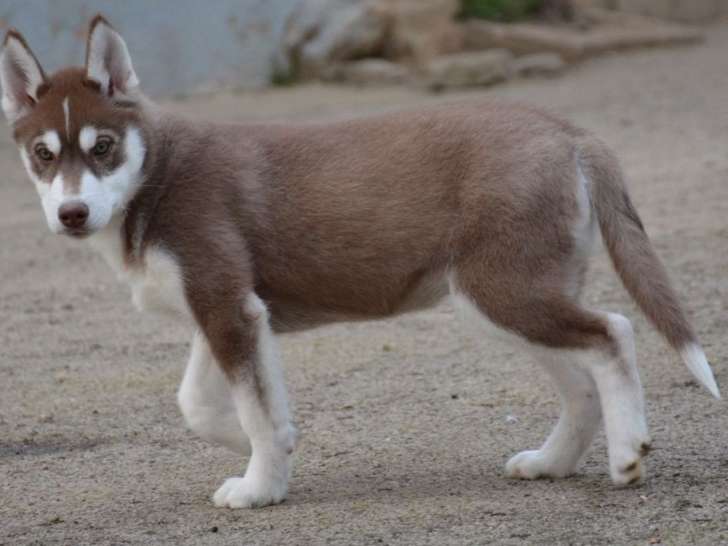 À vendre : un chiot mâle Husky Sibérien LOF marron et blanc