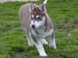 À vendre : un chiot mâle Husky Sibérien LOF marron et blanc