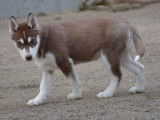À vendre : un chiot mâle Husky Sibérien LOF marron et blanc