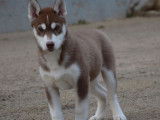 À vendre : un chiot mâle Husky Sibérien LOF marron et blanc