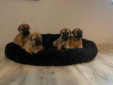 Disponibles à l'achat : 2 chiots femelles Bullmastiffs fauves LOF