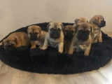 Disponibles à l'achat : 2 chiots femelles Bullmastiffs fauves LOF