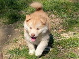 2 chiots femelles Finnois de Laponie LOF à réserver