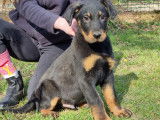 Un chiot Beauceron mâle LOF noir et feu disponible tout de suite