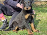 Un chiot Beauceron mâle LOF noir et feu disponible tout de suite