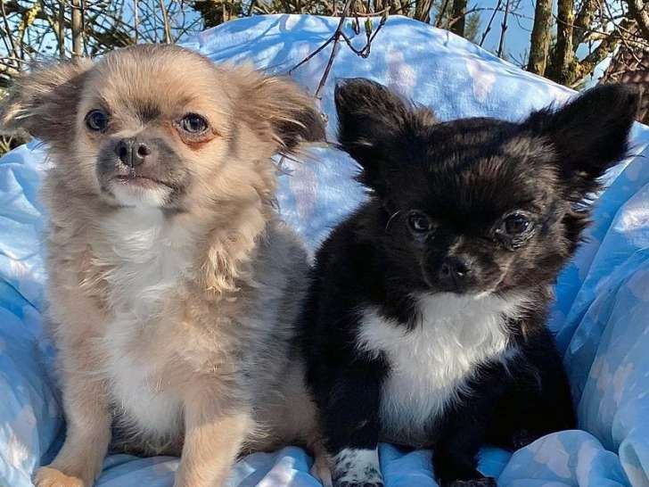 2 chiots Chihuahuas mâles LOF à vendre