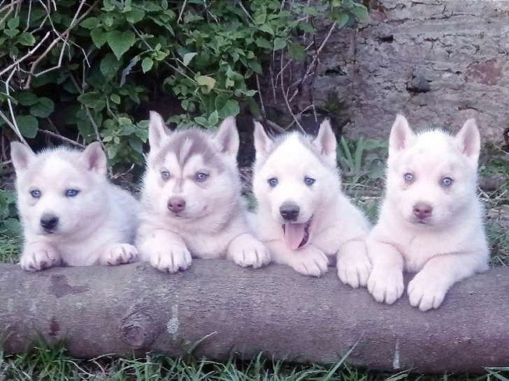 Réservation de 4 chiots Huskies Sibériens (LOF) 3 mâles et 1 femelle