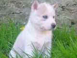 Réservation de 4 chiots Huskies Sibériens (LOF) 3 mâles et 1 femelle