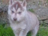 Réservation de 4 chiots Huskies Sibériens (LOF) 3 mâles et 1 femelle