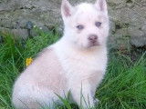 Réservation de 4 chiots Huskies Sibériens (LOF) 3 mâles et 1 femelle