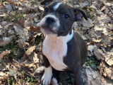 Deux chiots American Staffordshire Bull Terriers mâles à vendre (LOF)