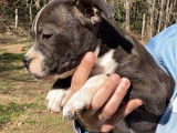 Deux chiots American Staffordshire Bull Terriers mâles à vendre (LOF)