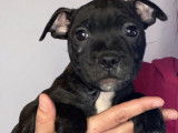 Deux chiots American Staffordshire Bull Terriers mâles à vendre (LOF)