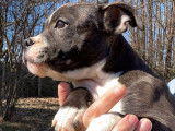 Deux chiots American Staffordshire Bull Terriers mâles à vendre (LOF)