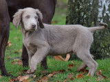 Vente de 2 chiots Braques de Weimar gris, LOF, 1 mâle, 1 femelle