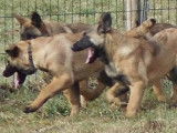 À réserver, 4 chiots Bergers Belges Malinois femelles (LOF)