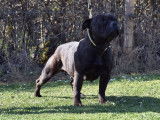 À vendre, une chienne Staffie noire âgée d’un an et demi (LOF)