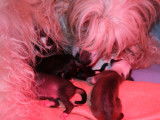 Sophie et ses bébés