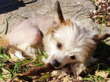 Chiot chien chinois à crête mâle