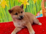 À vendre, un chiot Shiba Inu femelle fauve (LOF)