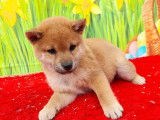 À vendre, un chiot Shiba Inu femelle fauve (LOF)