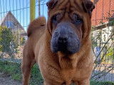 À vendre, un chien Shar-peï fauve rouge âgé de 5 ans (LOF)