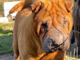 À vendre, un chien Shar-peï fauve rouge âgé de 5 ans (LOF)