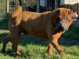 À vendre, un chien Shar-peï fauve rouge âgé de 5 ans (LOF)