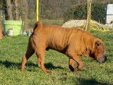 À vendre, un chien Shar-peï fauve rouge âgé de 5 ans (LOF)