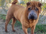 À vendre, un chien Shar-peï fauve rouge âgé de 5 ans (LOF)