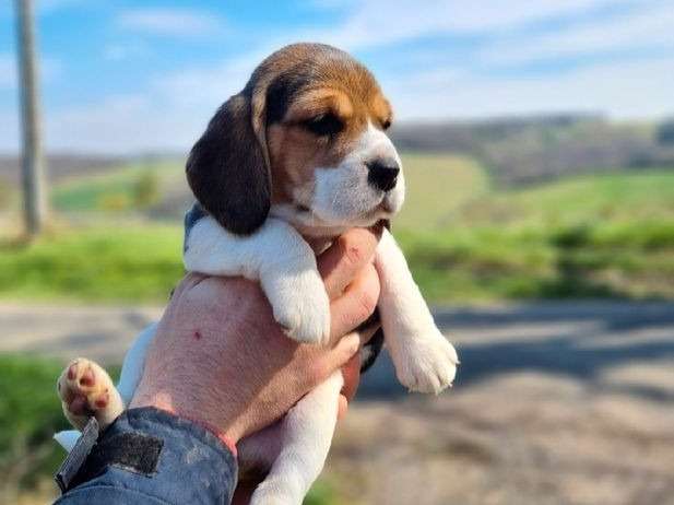 4 chiots Beagles tricolores LOF de mars 2022 à réserver