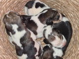 4 chiots Beagles tricolores LOF de mars 2022 à réserver