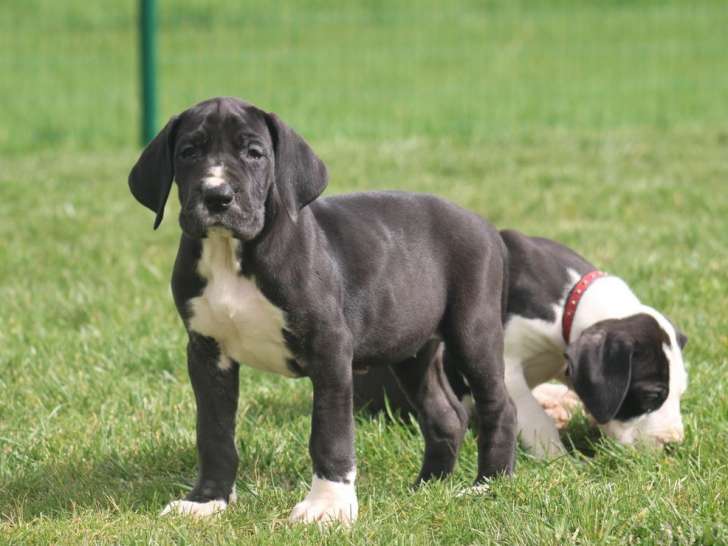 À vendre 10 chiots Dogues Allemands noir et blanc LOF 