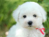 Chiots Bichon Fris&eacute; LOF &agrave; vendre