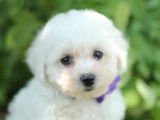 Chiots Bichon Fris&eacute; LOF &agrave; vendre