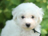 Chiots Bichon Fris&eacute; LOF &agrave; vendre