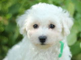 Chiots Bichon Fris&eacute; LOF &agrave; vendre