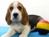 Très beaux chiots Beagle à vendre